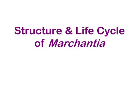 Structure & Life Cycle of Marchantiacms.gcg11.ac.in/attachments/article/115/Marchantia ...