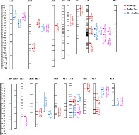 Genetic Map Of M Sacchariflorus Showing Qtls For Ph Ht And Ft The