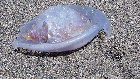 Hallan una medusa gigante en una playa de Salobreña Ideal