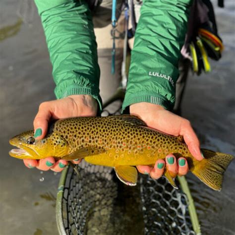 Brown Trout Spawning Season Fun Facts Anderson S Fish Camp