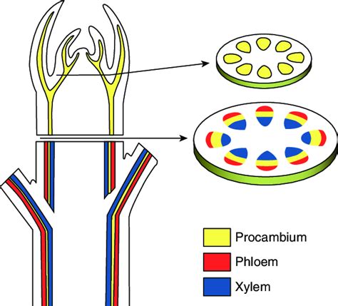 Schematic Representation Of A Typical Arrangement Of Vascular Tissues