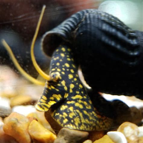 Yellow Spotted Rabbit Snails Usa Bred Invertz Factory