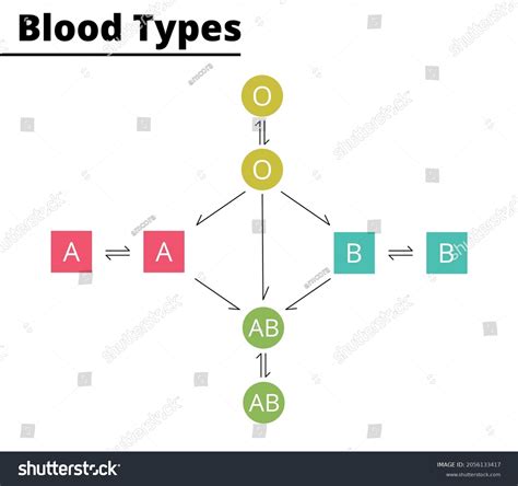 Donor Recipient Compatibility Images Stock Photos Vectors