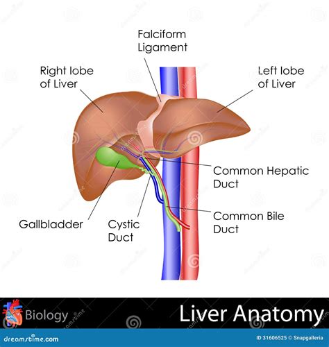 Human Liver Anatomy Royalty Free Stock Photo Image 31606525