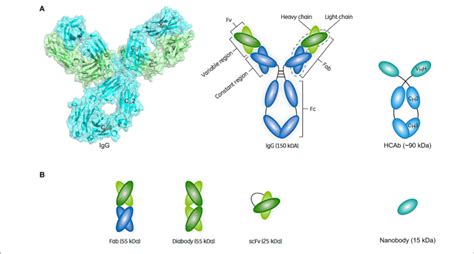 Schematic Representation Of An Antibody Structure And Different