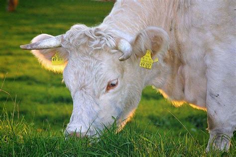 The Surprising Problems Faced By Albino Animals In The Wild