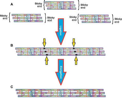 Figure 1 From Ultrastructural Characterizations Of DNA Nanotubes Using