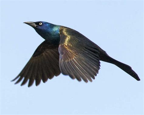 Common Grackle - Call | Migration | Sound | Habitat | Flock - Bird Baron