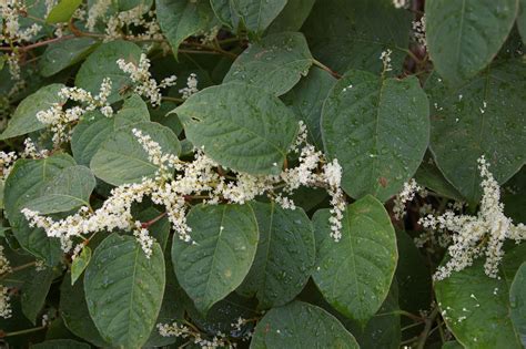 Japanese Knotweed Invasive Species Council Of British Columbia