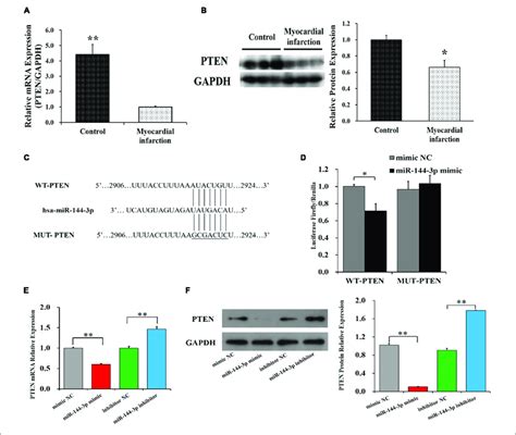 Pten Is A Target Of Mir P The Mrna A And Protein B Levels