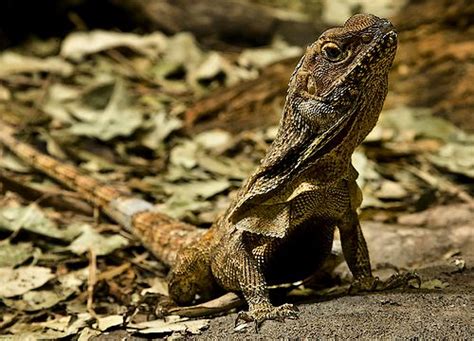 Australian Frilled Lizard or Frill Necked Lizard