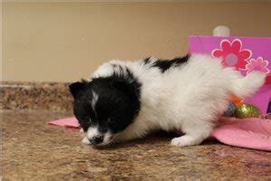 Pomchi Puppies for Sale from Reputable Dog Breeders