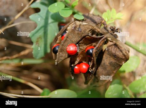 Abrus Precatorius Or Jequirity Bean Or Rosary Pea Seeds In Plants Stock