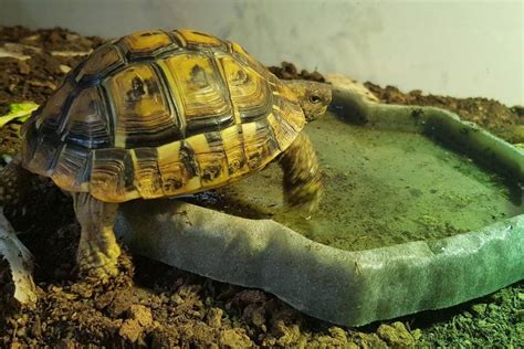 Comment Am Nager Le Terrarium De Ma Tortue Terrestre Guides