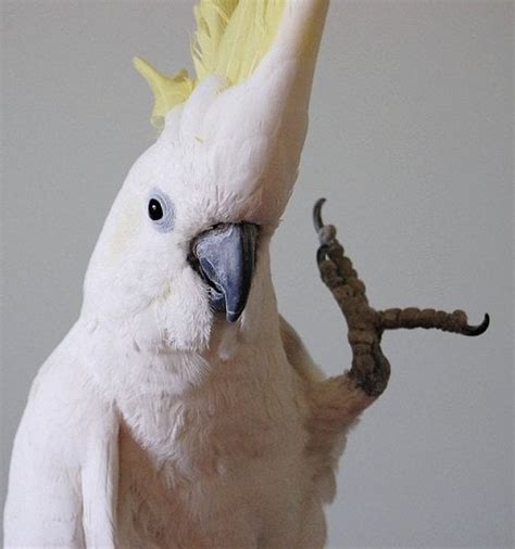 Watch Snowball The Parrot Dance To Classic '80s Songs