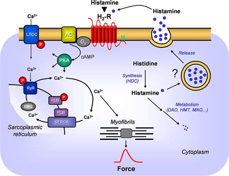 A Scheme Of The Putative Signal Transduction Of The H2 Receptor In The