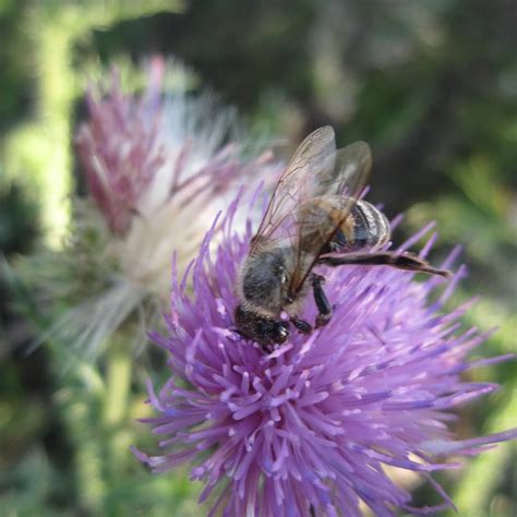 #природа #букашки #колючки #лето #природасреднейполосы #налугу #макро # ...