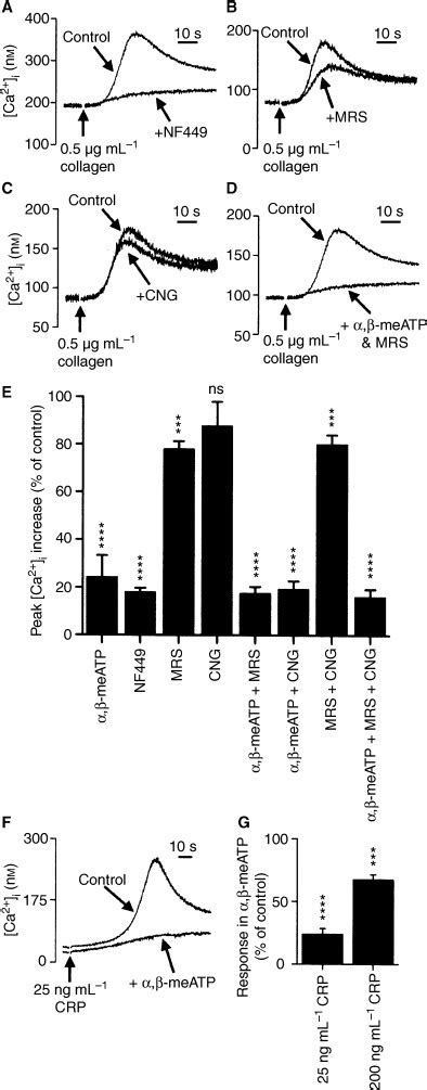 Primary And Secondary Agonists Can Use P2x1 Receptors As A Major