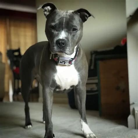 Blue Nose Pitbull The 20 Interesting Facts About The American Pitbull