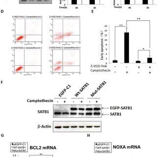 The Specificity Of SATB1 Functions In Co Regulating The Expression Of