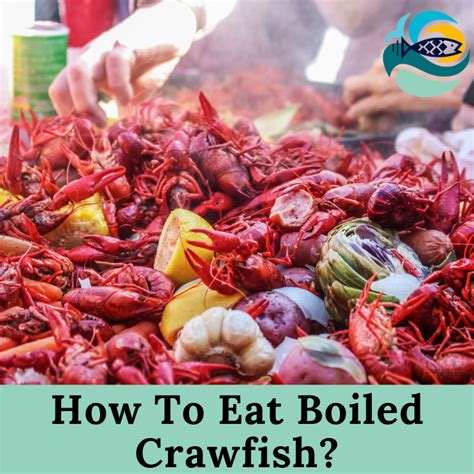 How To Eat Boiled Crawfish Perfect Step By Step Guide