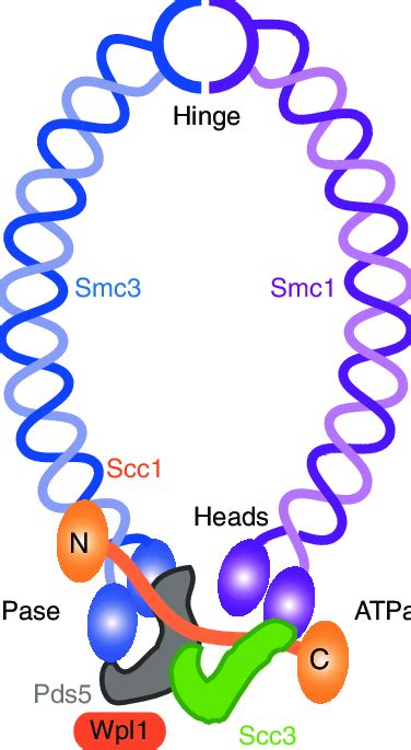 Cohesin Structure In Yeast Two Smc Cohesin Subunits Are Linked