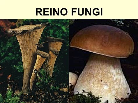 Reino fungi - Imagui 