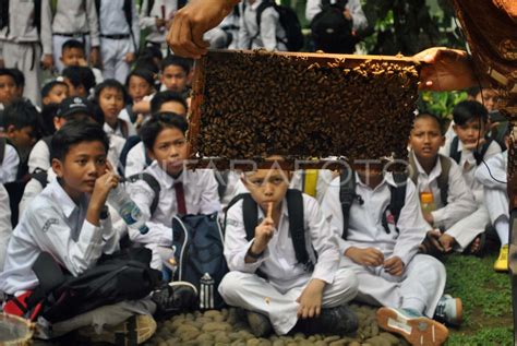 BELAJAR MENGENAL LEBAH MADU ANTARA Foto