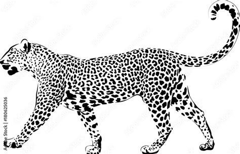 Leopard In Black Interpretation 2 Stock Vector Adobe Stock