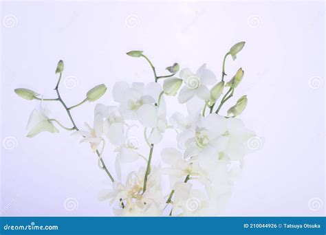 White Orchid in a White Background Stock Photo - Image of pure, copy ...