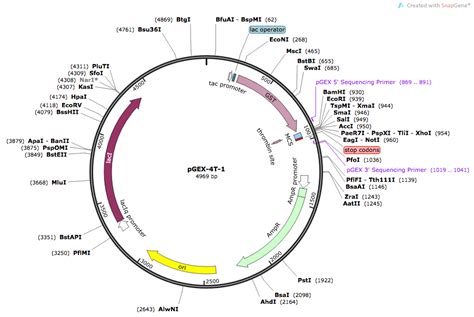 7 Plasmid Vector Map Images Puc18 Plasmid Map Pgex Vector Map And Hot