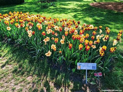 Morges Tulip Festival Where To See Tulips In Switzerland Touring