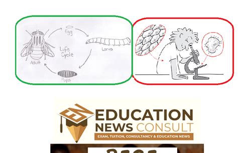 Bece Integrated Science Questions Nacca Waec Format