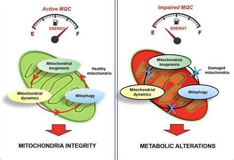 Mitochondria Increase With Exercise