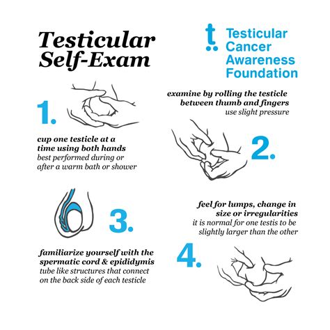 Normal Testis Size Men