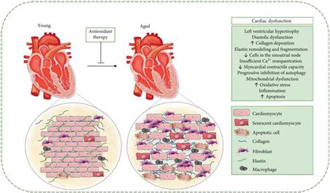 Cardiac Structural And Functional Alterations During Aging In Cardiac