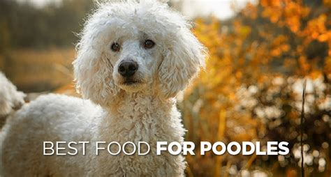 Poodle Food Recommendations Yummy Eats For Poodles Herepup