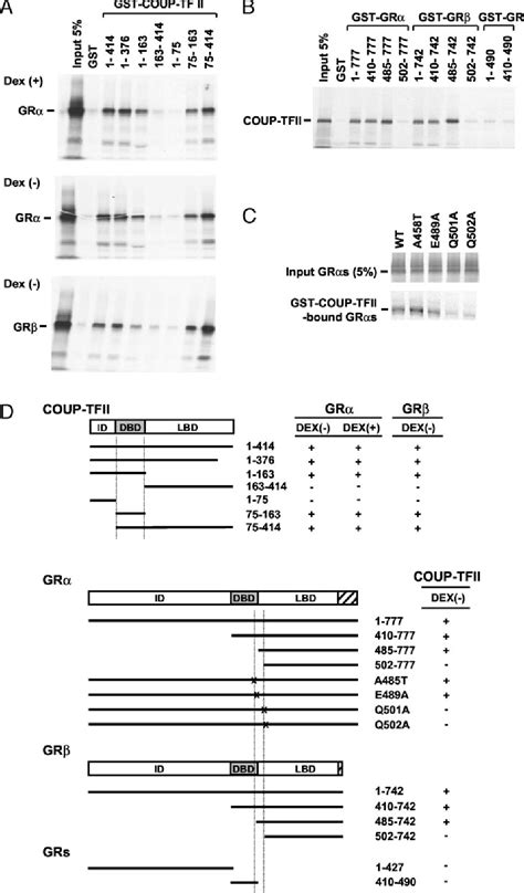 Figure 1 From The Glucocorticoid Receptor And The Orphan Nuclear