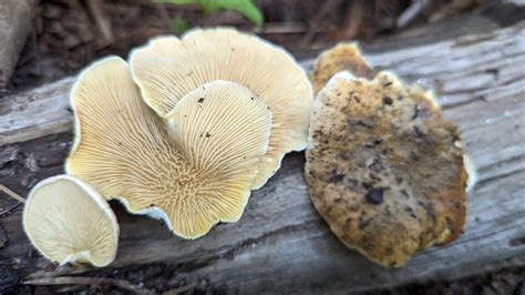 Oyster Rollrim In August By Michelle C Torres Grant Tapinella Sp