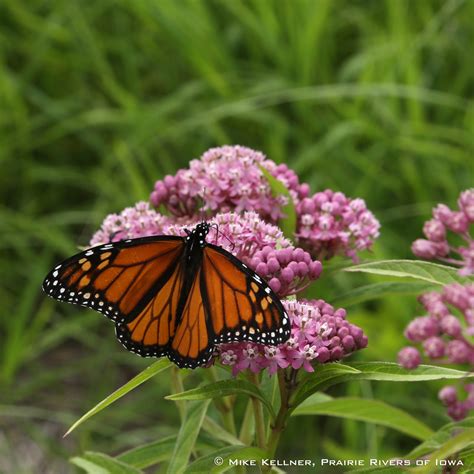 Prairie Rivers Wins Grant To Help Pollinators And Farmers Prairie