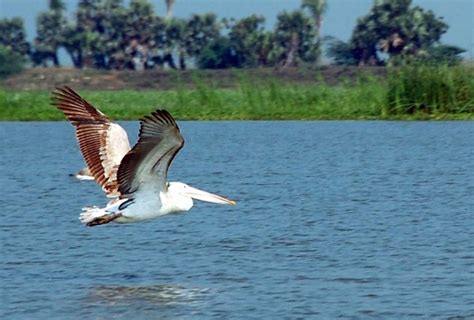 Kolleru Lake Bird Sanctuary, Andhra Pradesh