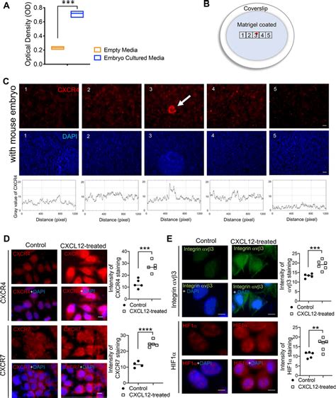 Embryo Derived Chemokine Cxcl12 And Its Receptor Endometrial Download Scientific Diagram