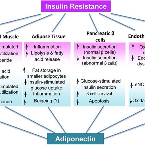 Pdf Adiponectin Signaling And Function In Insulin Target Tissues