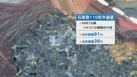 中國6月13日起禁台灣石斑魚輸入 陳吉仲：擬申訴wto｜四季線上4gtv