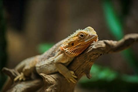 Bearded Dragon Symbolism Symbolism Dreams And Messages Spirit Animal