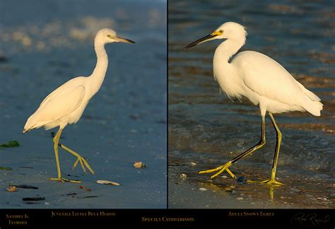 Egrets and Herons of Sanibel Island, Florida