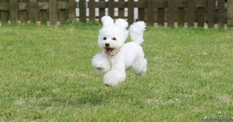 9 raças de cachorro que parecem ursos Patas da Casa