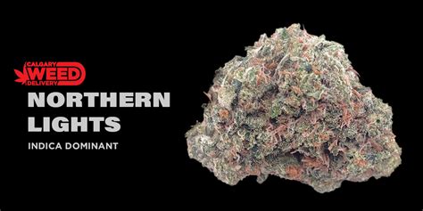 Buy Northern Lights Online In Calgary - Calgary Weed Delivery