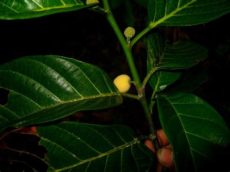 Artocarpus Rubrovenius Moraceae Image 33722 At PhytoImages Siu Edu