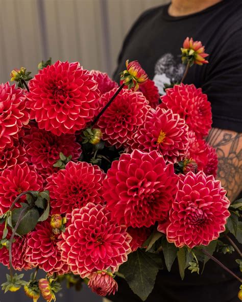 RC- Dahlia 'Intrigue' (4 pack) – Clara Joyce Flowers